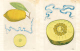 John Derian: Sticker Book II