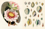 John Derian: Sticker Book II
