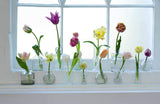 Tulips: Beautiful varieties for home and garden - Jane Eastoe